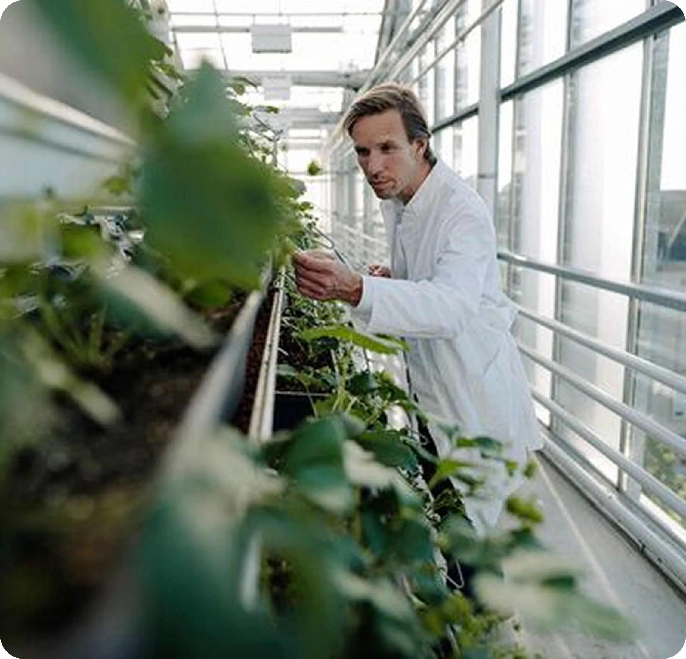Especialista en bata inspeccionando los cultivos dentro del invernadero de investigación