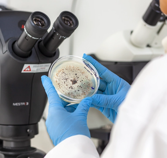 Investigadora de Agrow sosteniendo una placa Petri con cultivo microbiano junto a un microscopio en el laboratorio